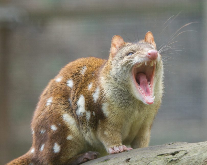 Spotted-tail quoll baring its teeth.