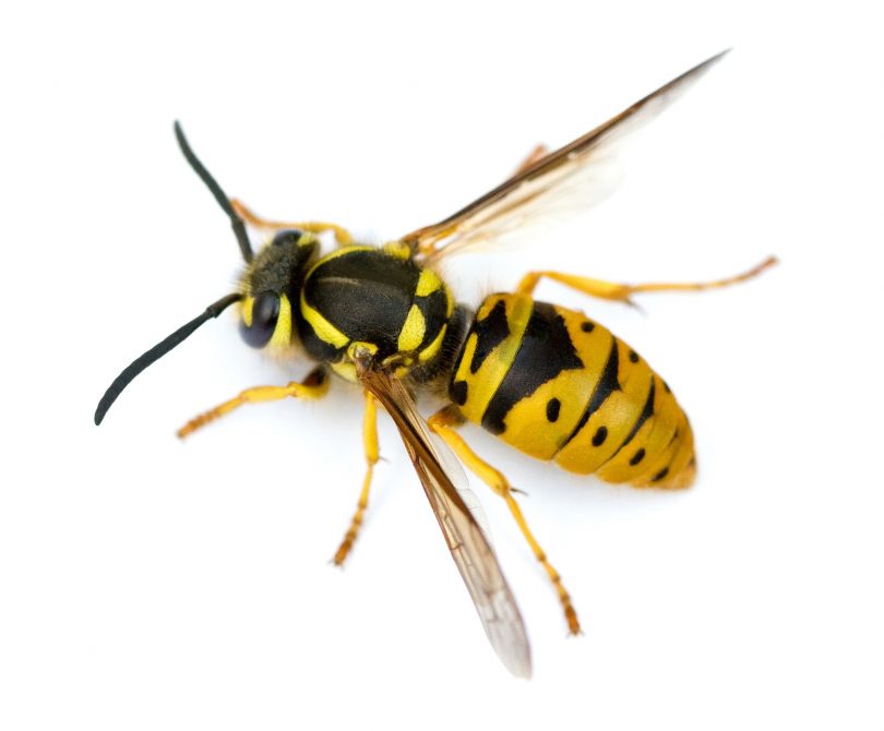 A European wasp has very distinctive markings