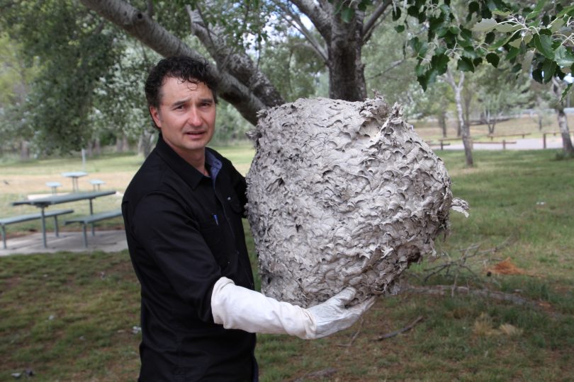 Jim Bariesheff holding large wasps' nest