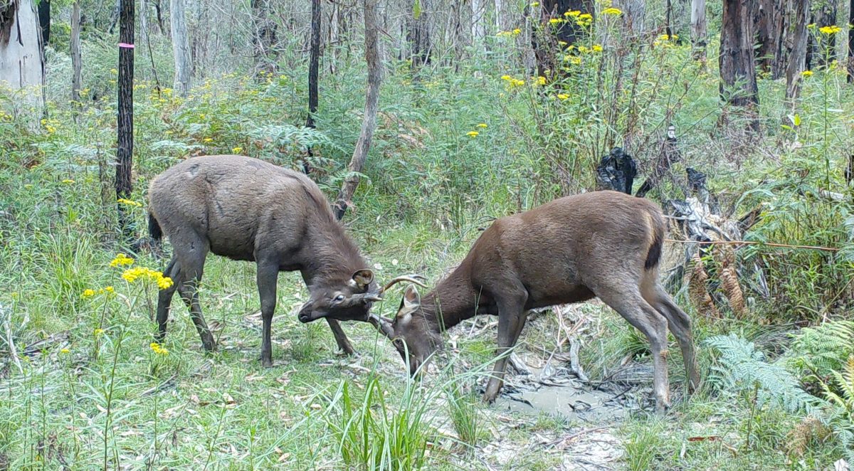 Sambar deer can be found throughout NSW and areas of the ACT.