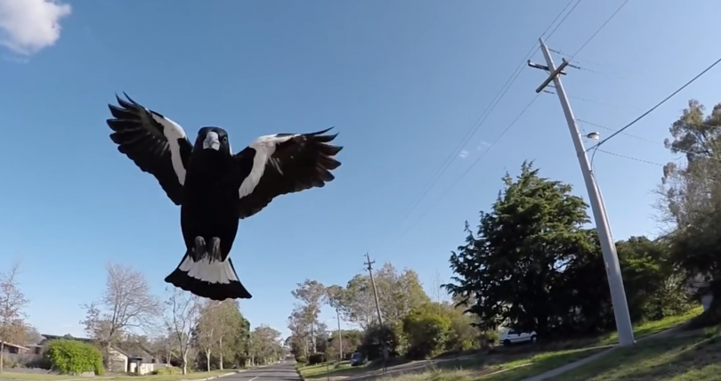 A magpie swooping