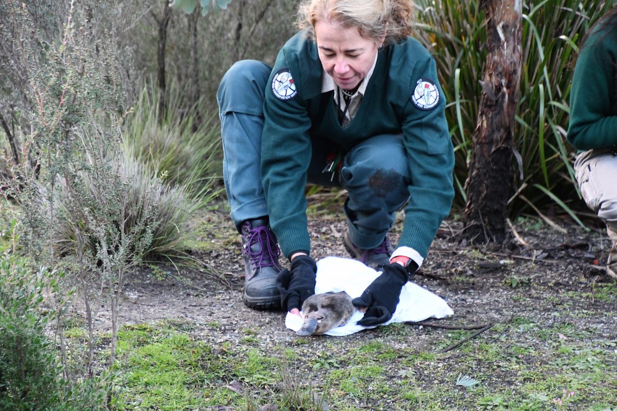 One of the platypus being released at the Tidbinbilla Nature Reserve.