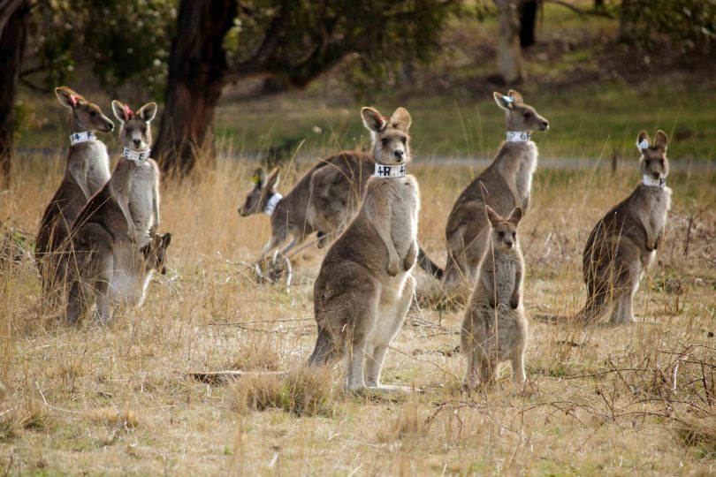 Collared kangaroos