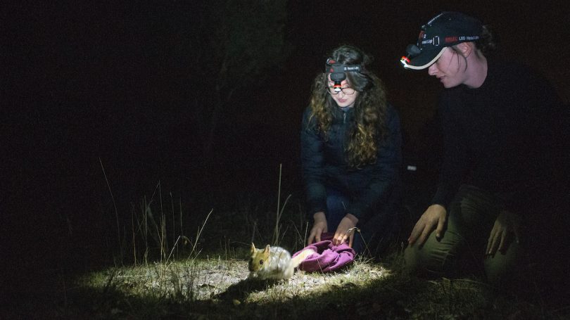 ANU researchers conducting quoll monitoring at night at Mulligans Flat Nature Reserve.