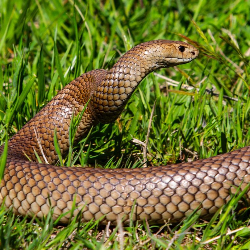 Eastern brown snake in grass.