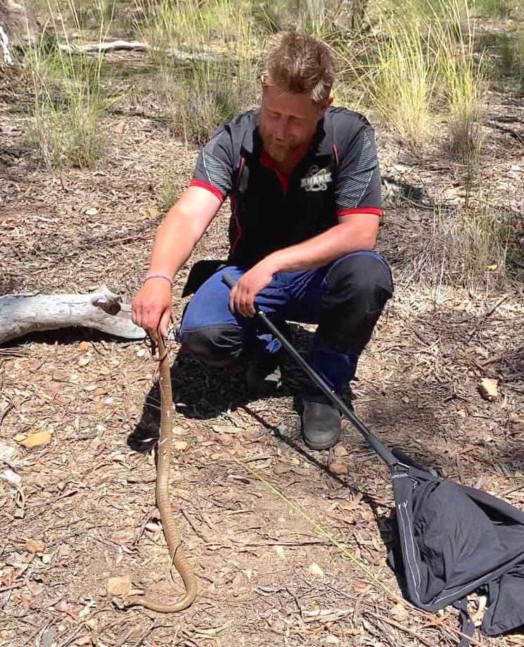 Gavin Smith releasing eastern brown snake into bushland.