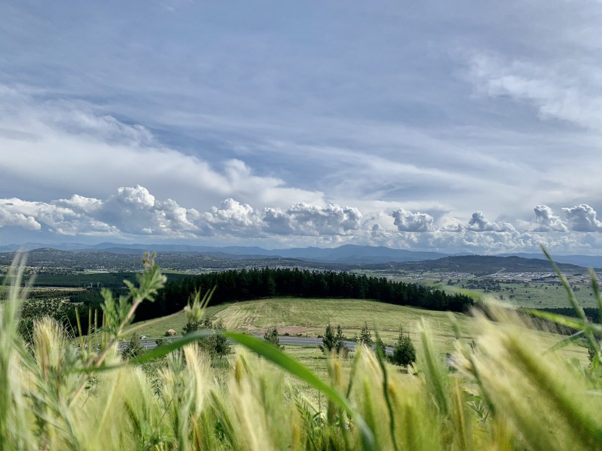 Rye grass with landscape of Canberra in background.