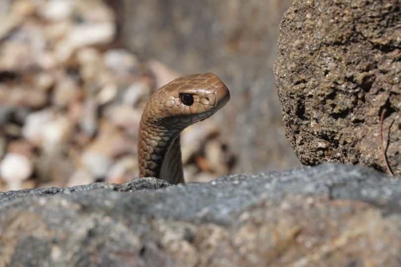 An eastern brown snake in a classic 'periscoping' posture behind rock.