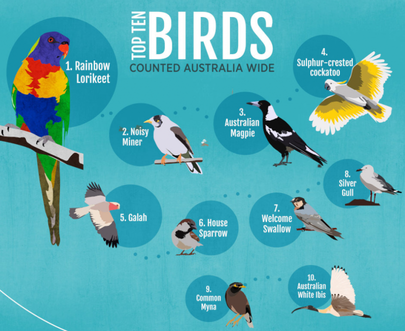Infographic of the top 10 birds from the Aussie Backyard Bird Count 2020.