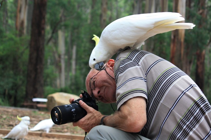 A sulphur-crested cockatoo perches on a photographer's shoulder.