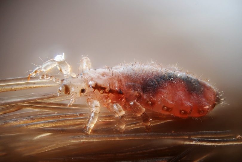 Close-up image of head lice on human hair