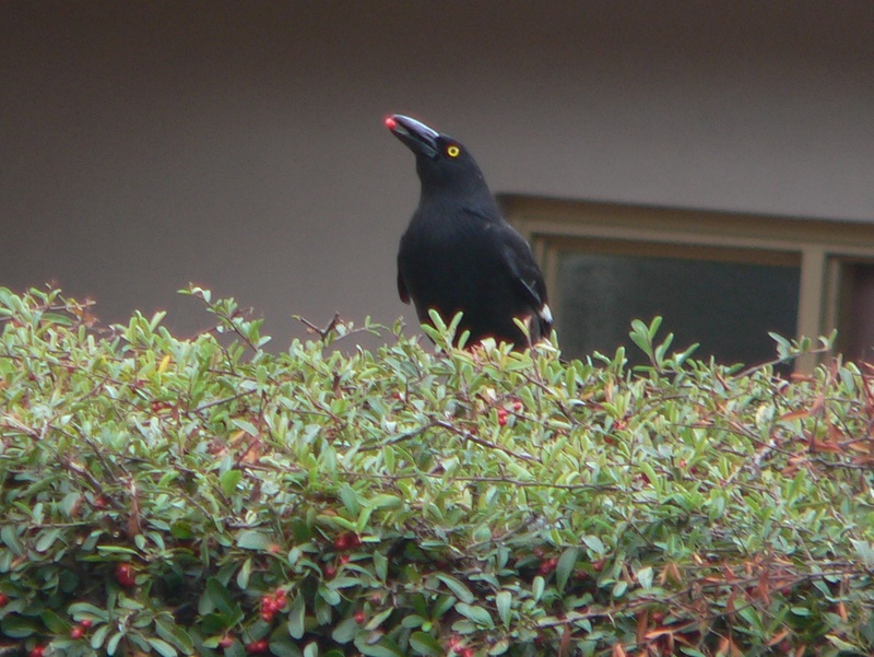 A pied currawong grabs another firethorn berry before spreading its seeds. Photo: File.
