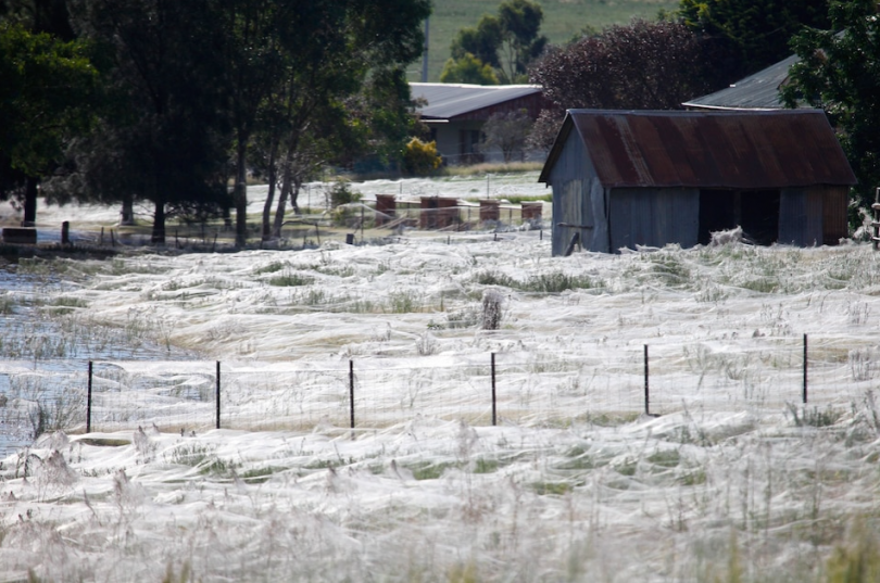 Webs in Wagga