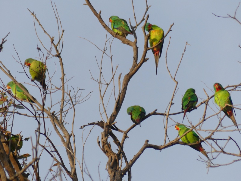 Flock of green swift parrots sitting in tree