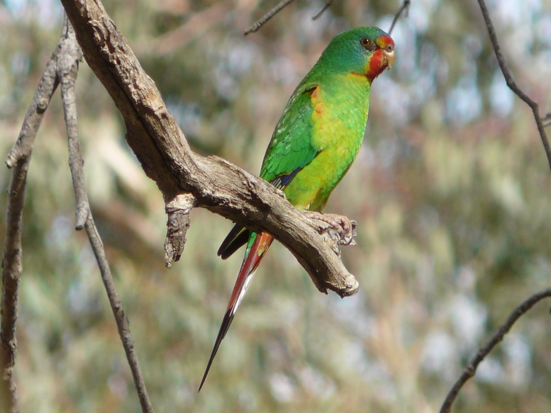 Green swift parrot sitting on branch