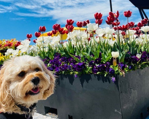 Dog next to Floriade flowers display