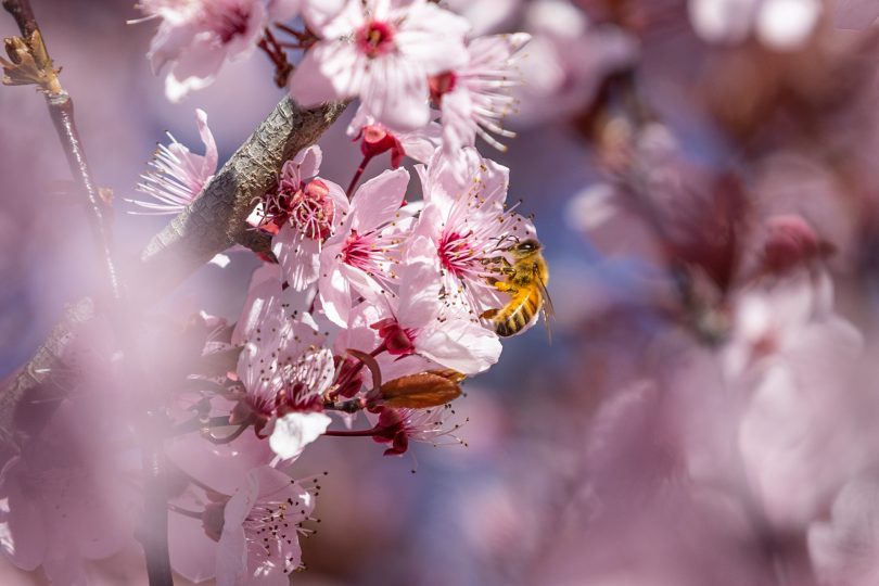 Bee on blossom flower.