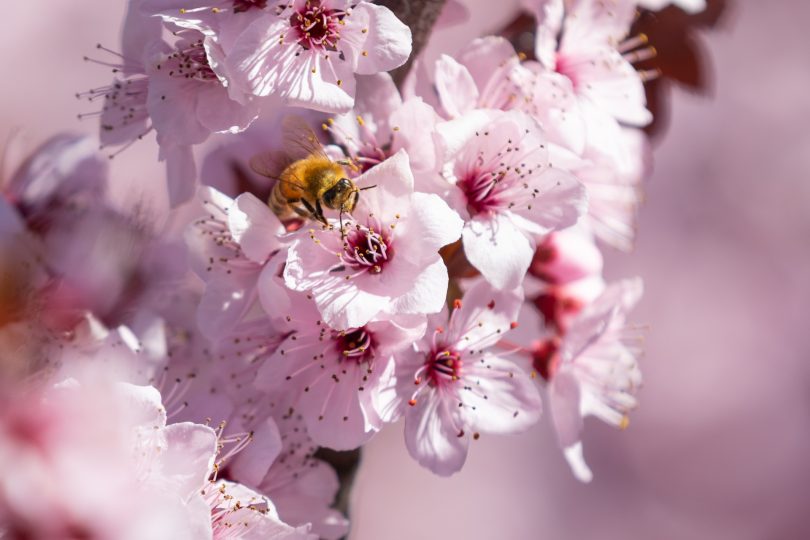 Bee on blossom flower