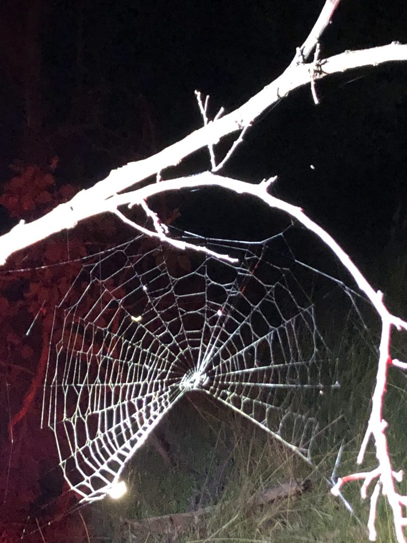 Spider weaving web at night