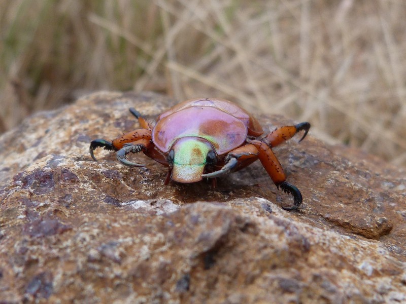 Christmas beetle on rock
