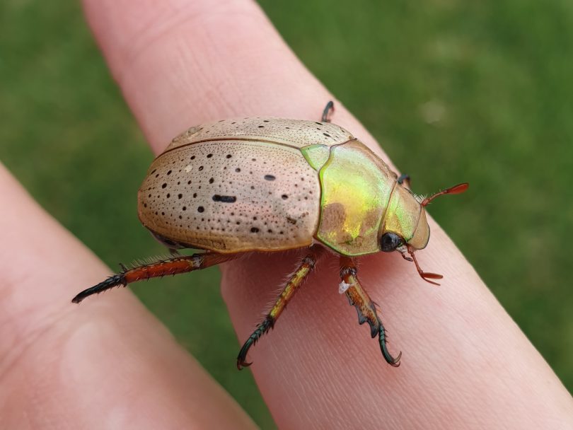 A Christmas beetle taken in NSW