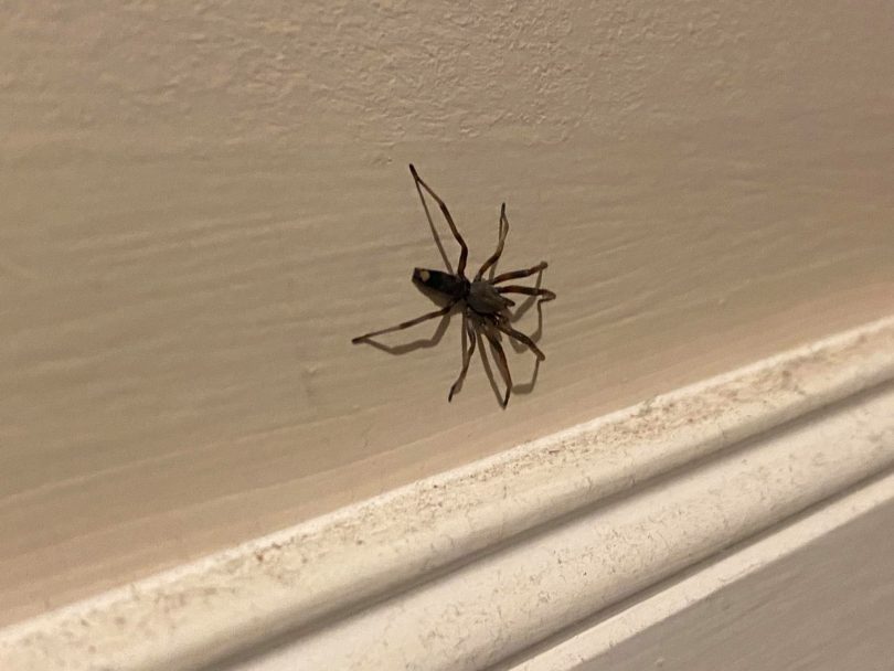 A white-tailed spider on an interior wall