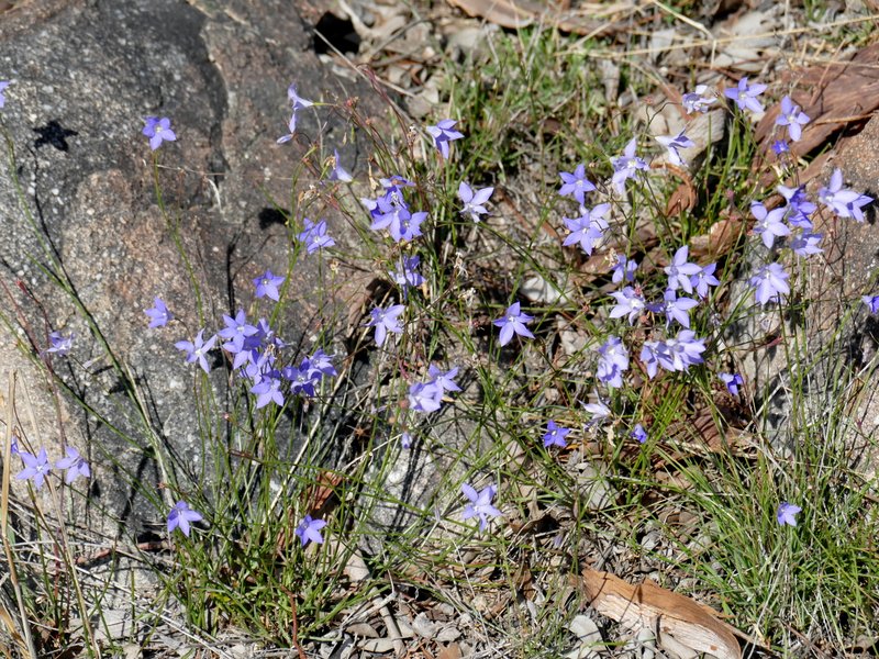 Common bluebell flowers