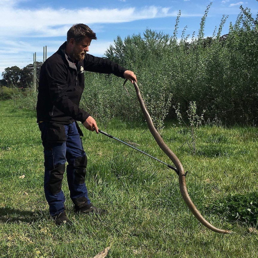 Man with huge brown snakek