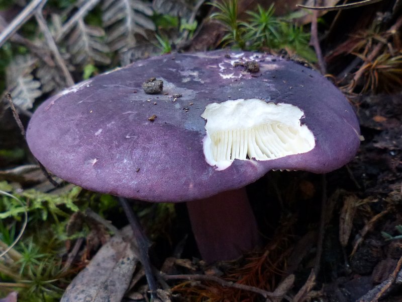 Purple fungus