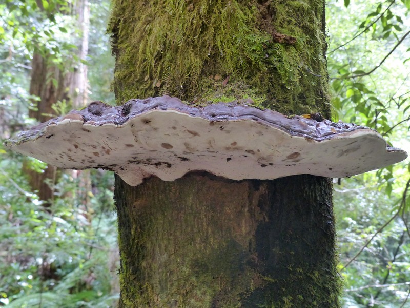 Bracket fungi