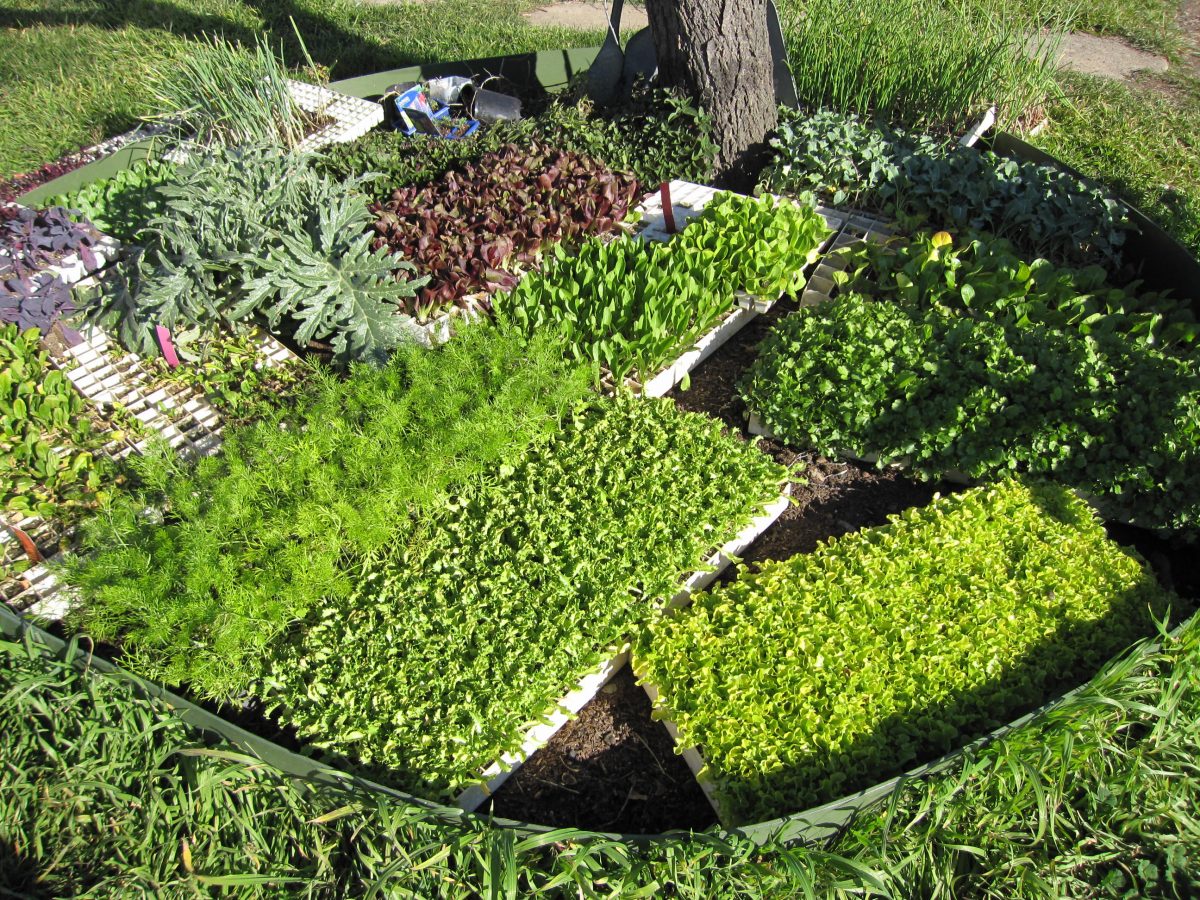 trays of vegetable seedlings