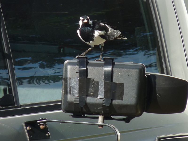 Magpie-lark on car mirror