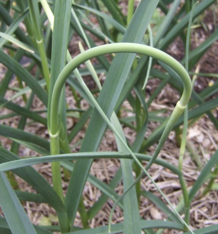 garlic stems