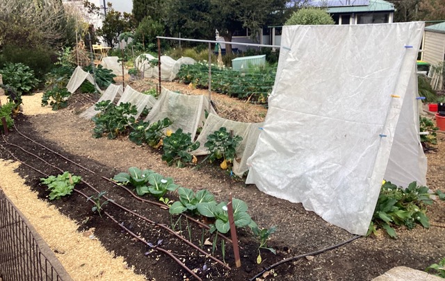 vegetable garden rows