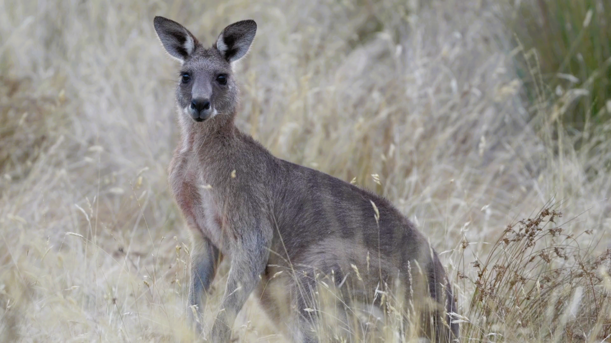 Kangaroo