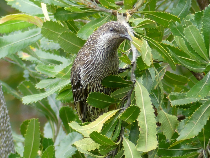 small bird in banksia