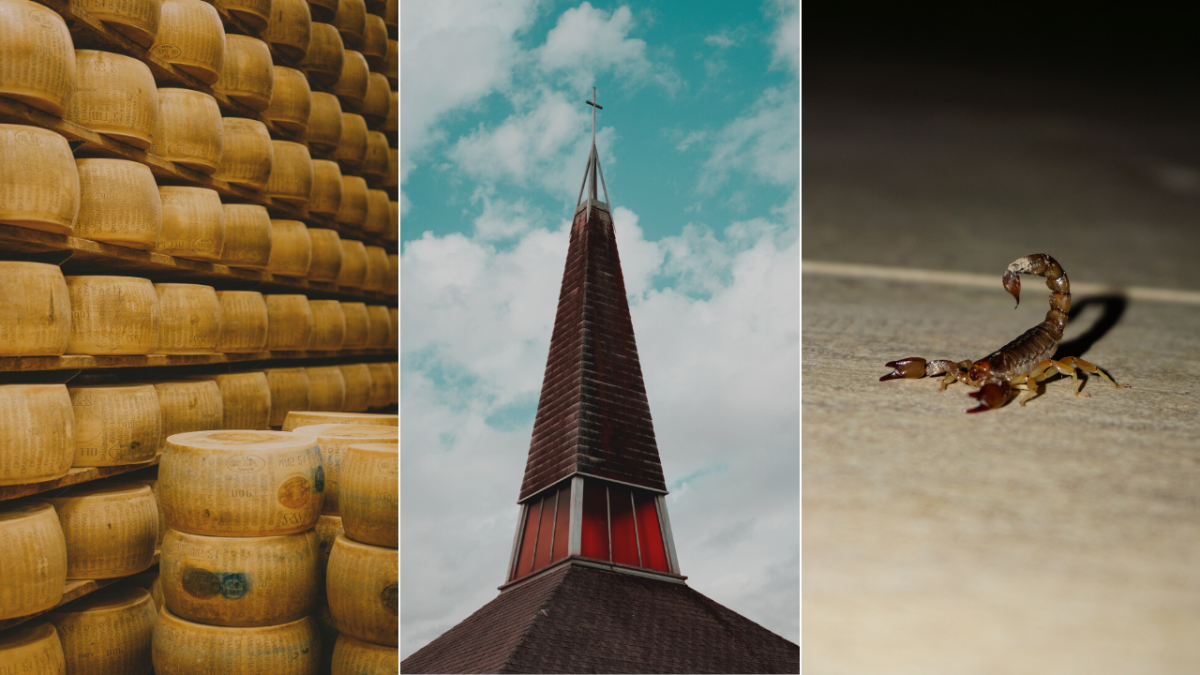 Wall of cheese, Canberra church spire, scorpion