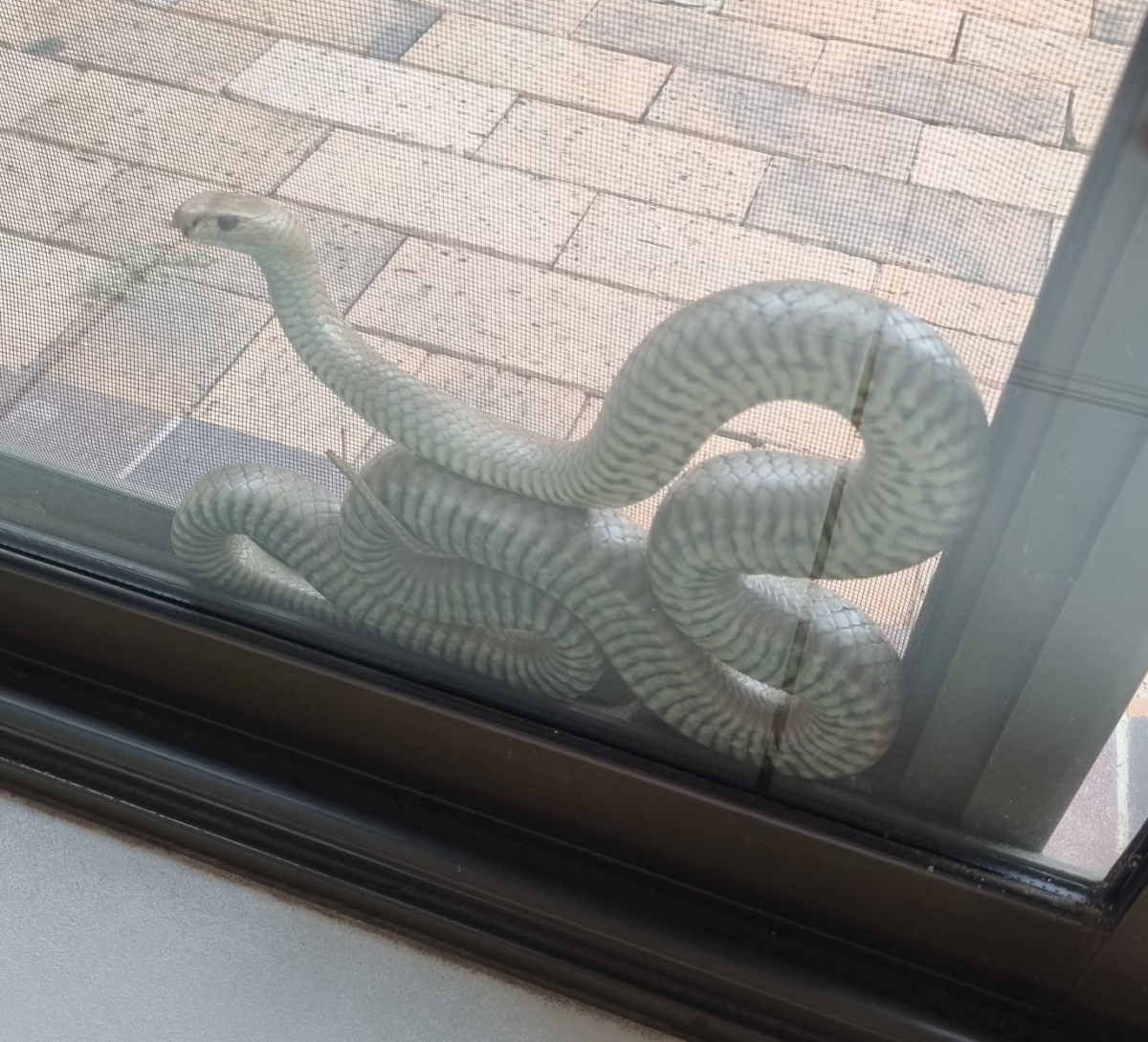 Brown snake coiled up between glass and fly screen doors. 