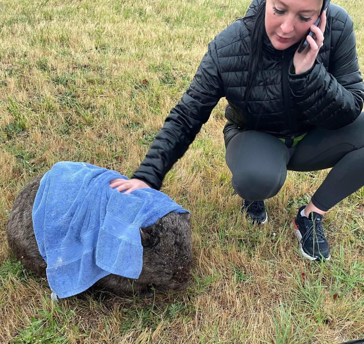 Woman on phone drying off wombat