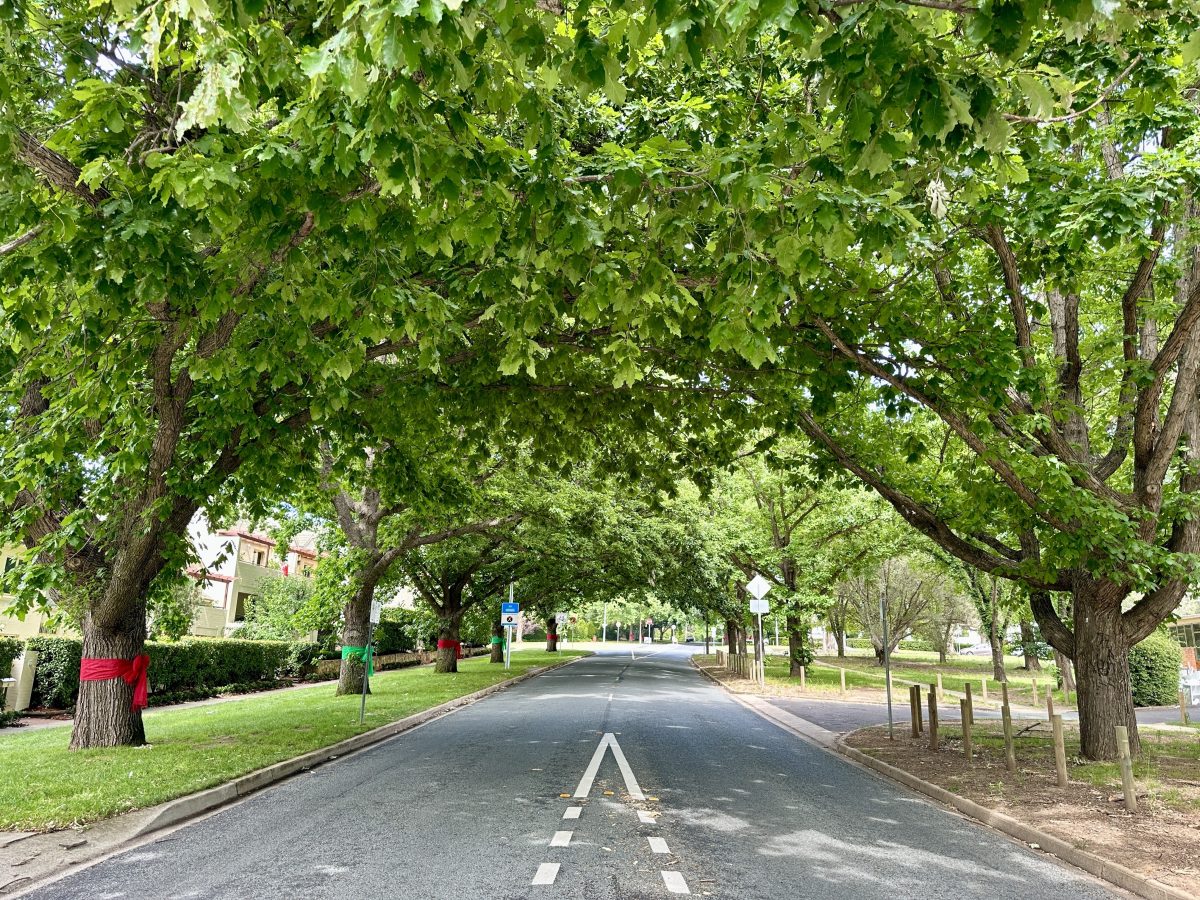 Street trees