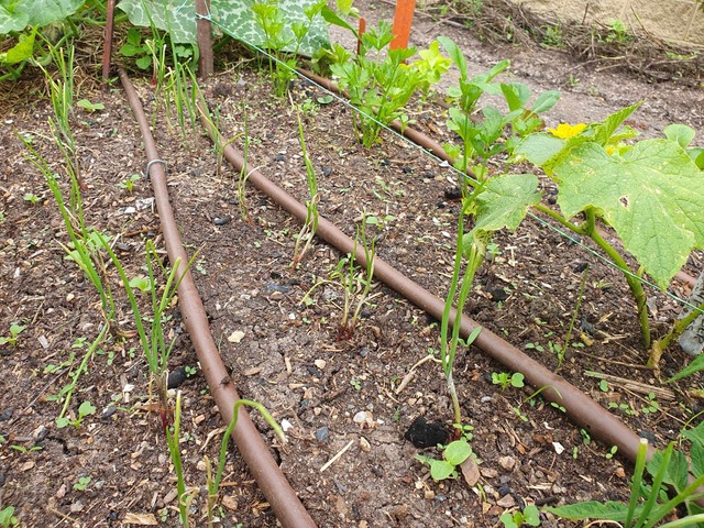 garden irrigation pipes