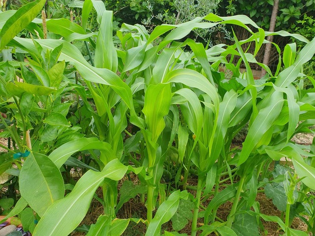 Corn plants