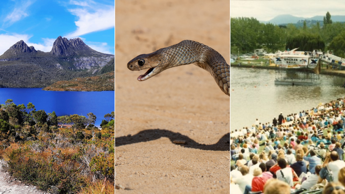 Dove Lake, Eastern Brown snake striking, Birdman Rally