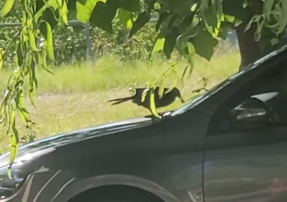 Bird on car