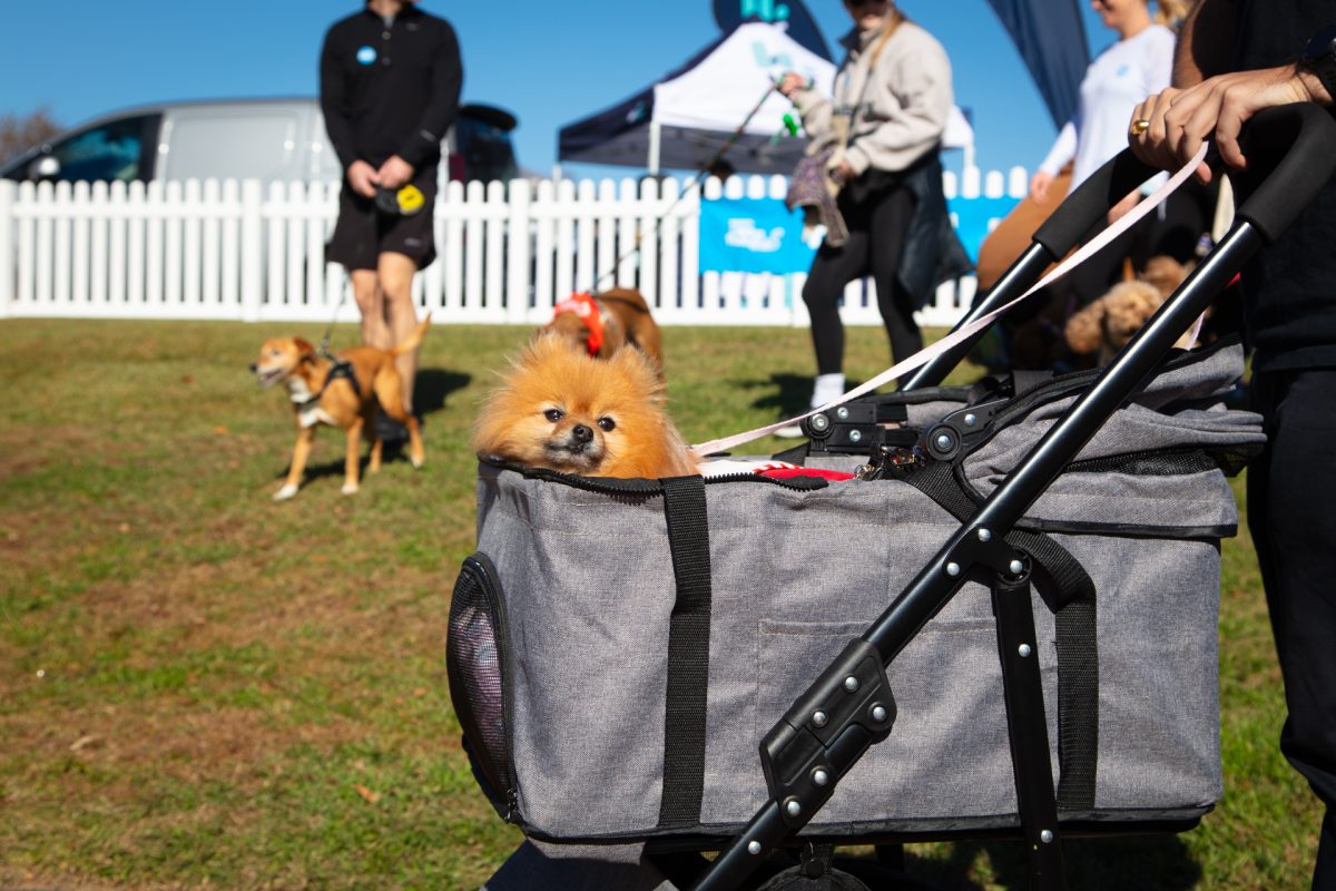 dog in pram