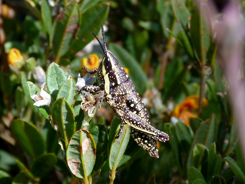 Spotted Mountain Grasshopper