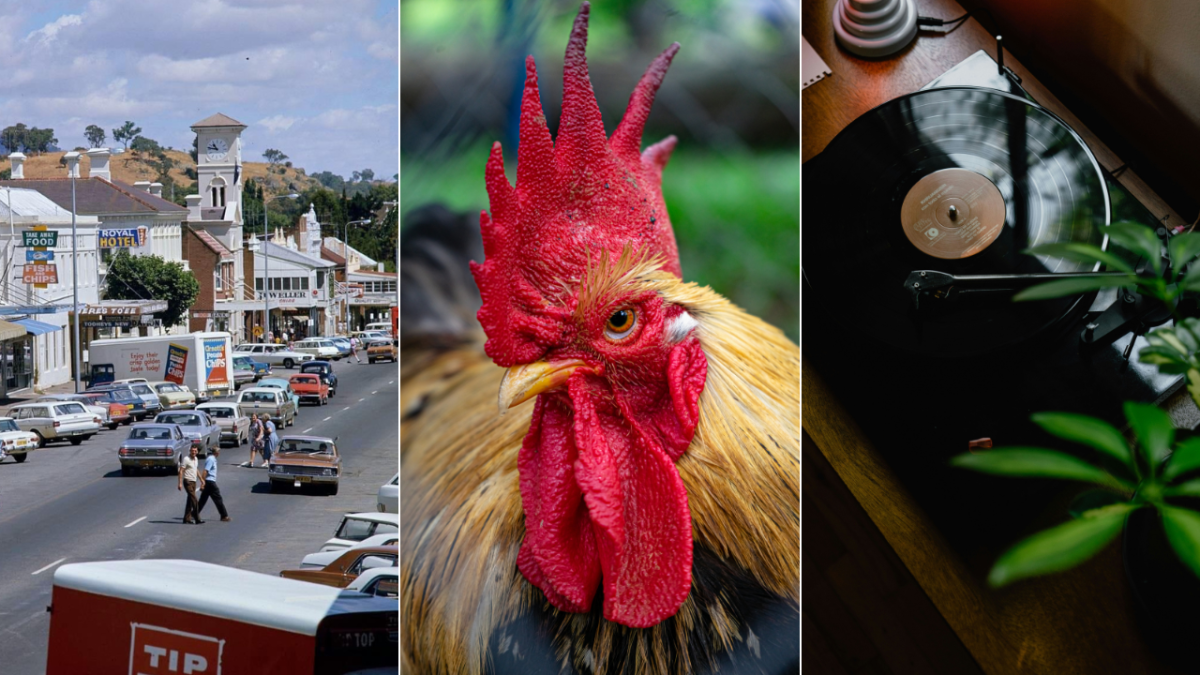 Yass town street in the 1970s, rooster, record player and plant