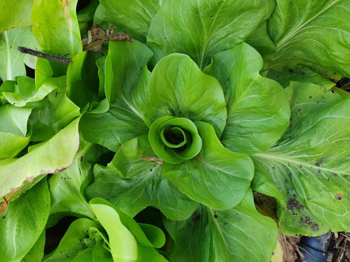 Radicchio - an annual that survives the cold very well