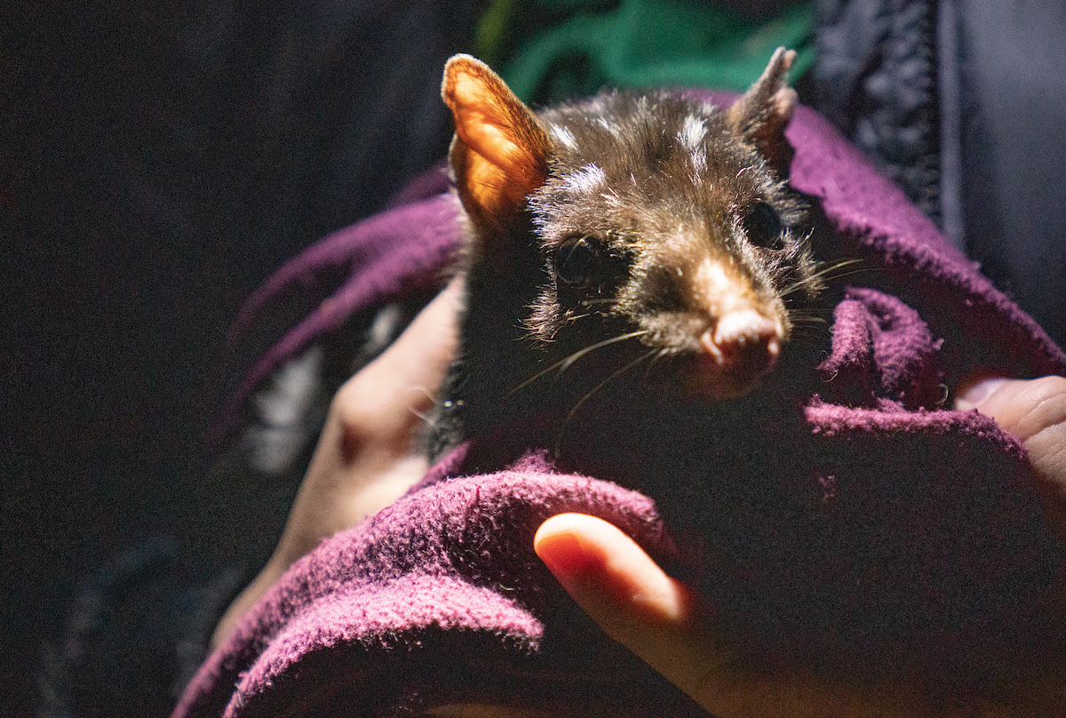 Close-up of Eastern Quoll