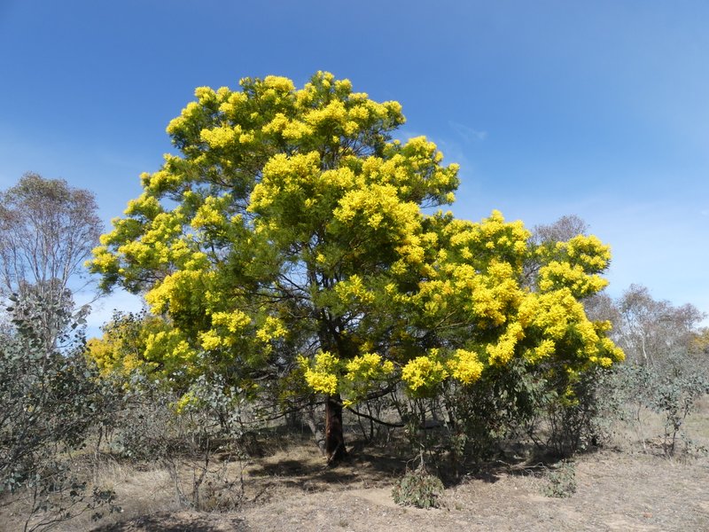 Early Black Wattle in full golden bloom against its dark green foliage